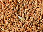 Зерно пшеницы,ячмень. Новый урожай