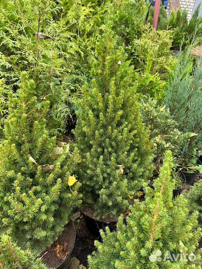 Ель канадская Коника