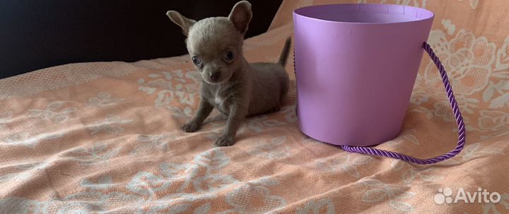 Чихуахуа micro девочка