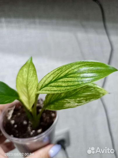 Сингониум Орм Нак,Жаклин,Орбифолия