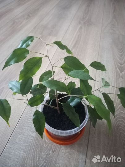 Фикус бенджамина