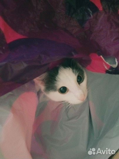 Кошка бесплатно