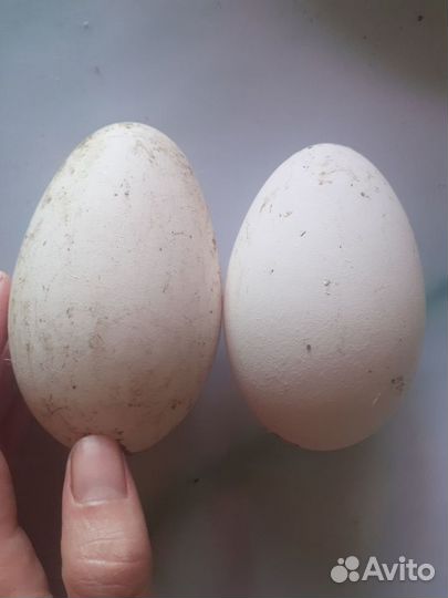 Инкубационное яйцо гусей