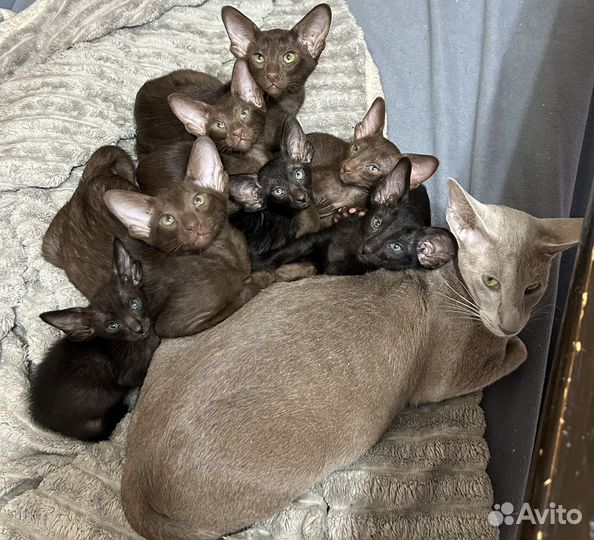 Ориентальные котятя