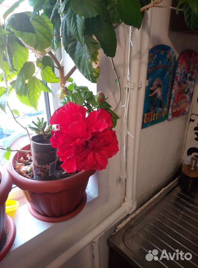 Бесплатно роза китайская