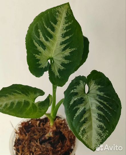 Сингониум Wendlandii White Center