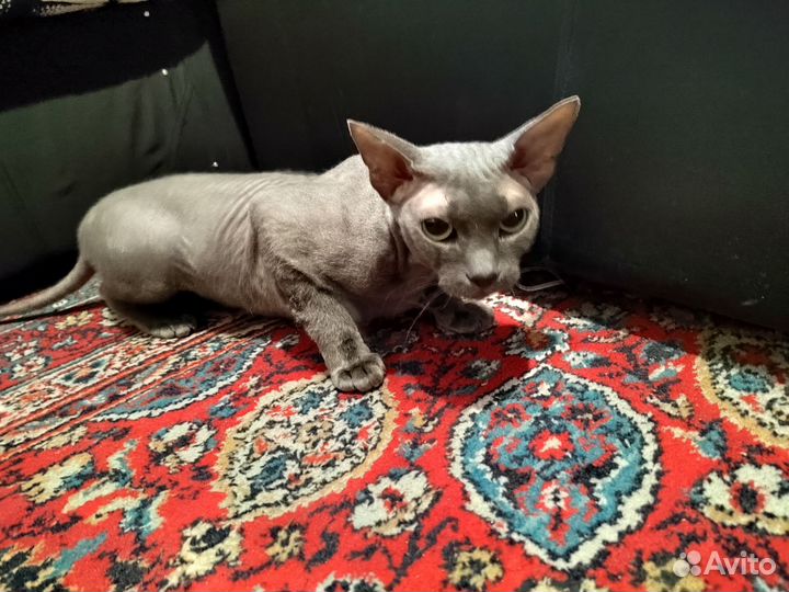 Кошка сфинкс бесплатно
