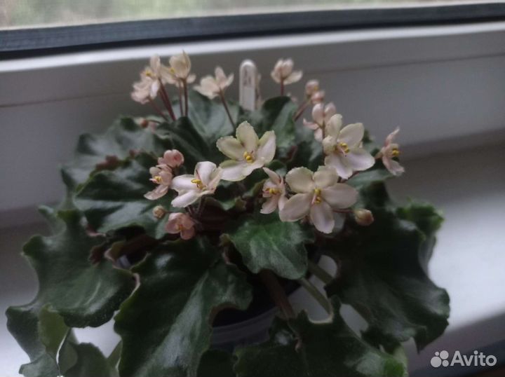 Фиалка Emerald Pink