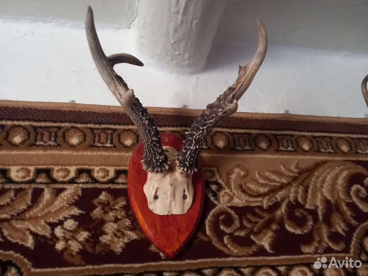 Рога косули