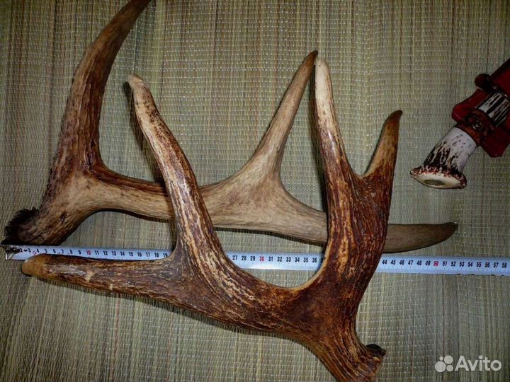 Приму рога лося оленя И Т.Д
