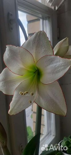 Амариллис Пикоти