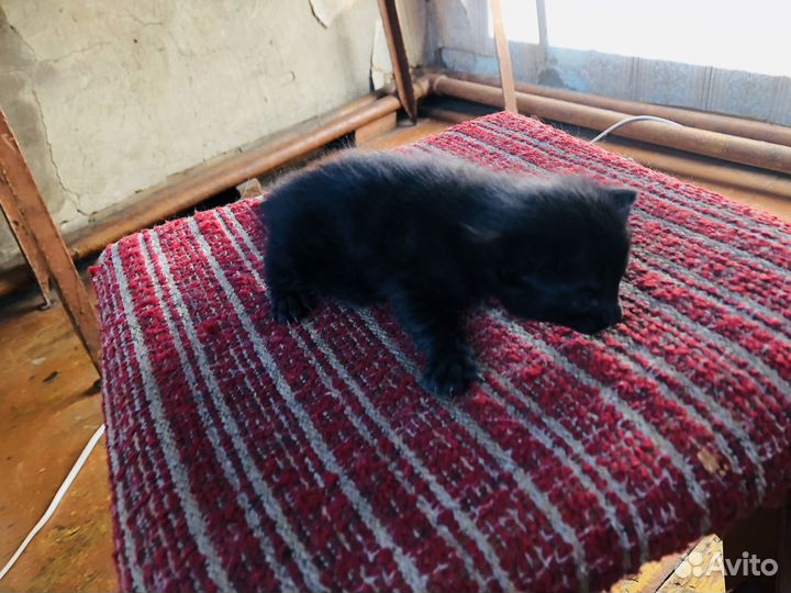 Девочка- ночка