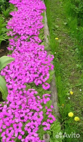 Примула Зибольда садовая многолетняя