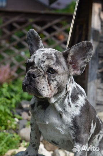 Французский бульдог щенки мерле