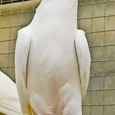 Белоснежные голуби