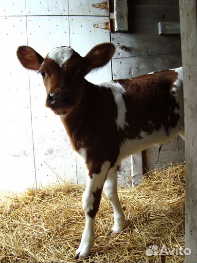 Бычки и быки на мясо