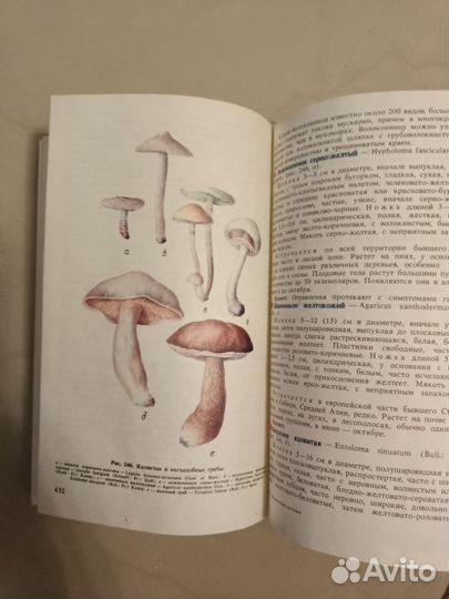 Дикорастущие растения и грибы 1993 г