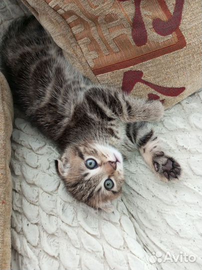 Вислоухие котята