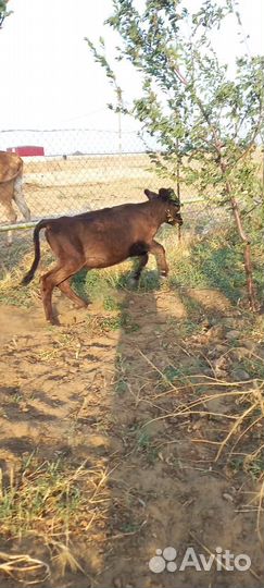 Бычки и телята