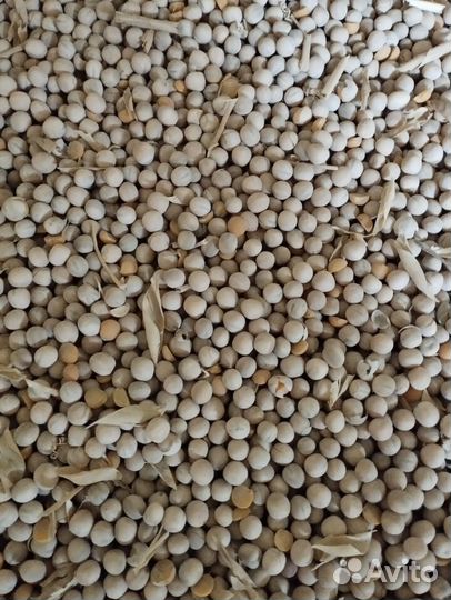 Продам горох 2023 года