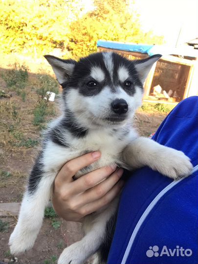 Щенки Сибирской хаски