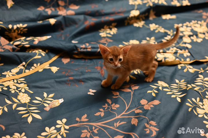 Котенок абиссинский