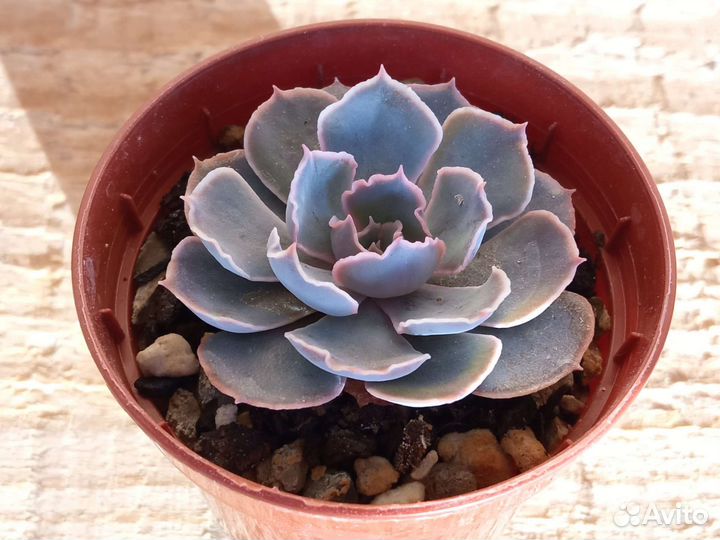 Суккуленты