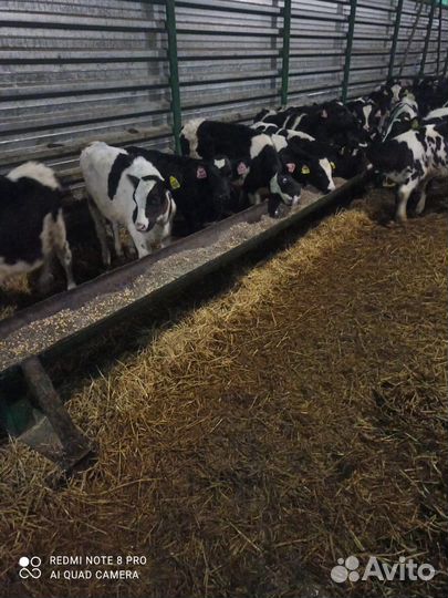 Телята мясной породы бычки