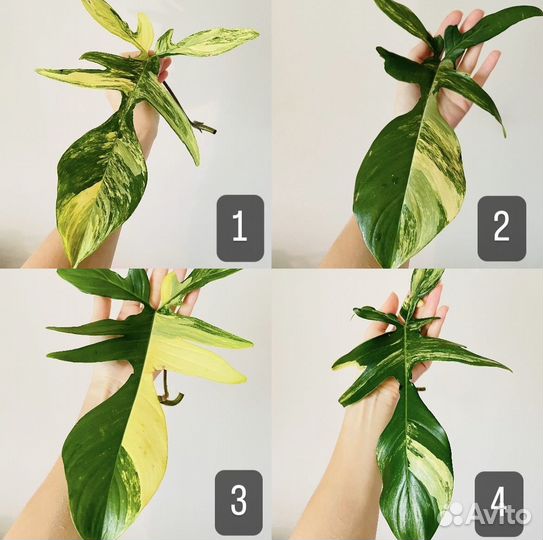 Филодендрон Флорида Бьюти вариегатная, Меджик Маск