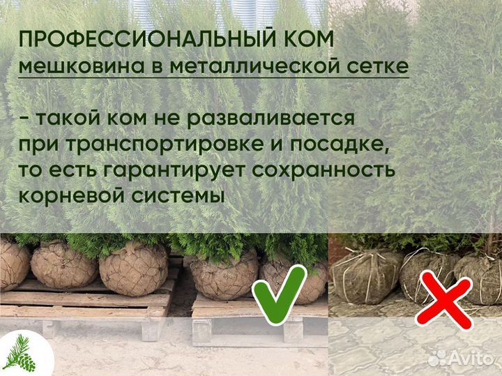 Туя Смарагд 1,3м - опт