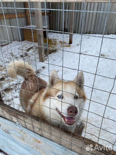 Собака. Мальчик