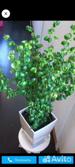 Фикус Букле