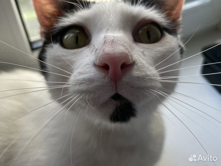Кошка