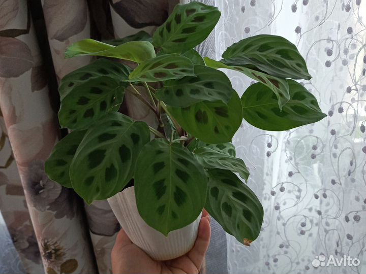 Маранта керховена