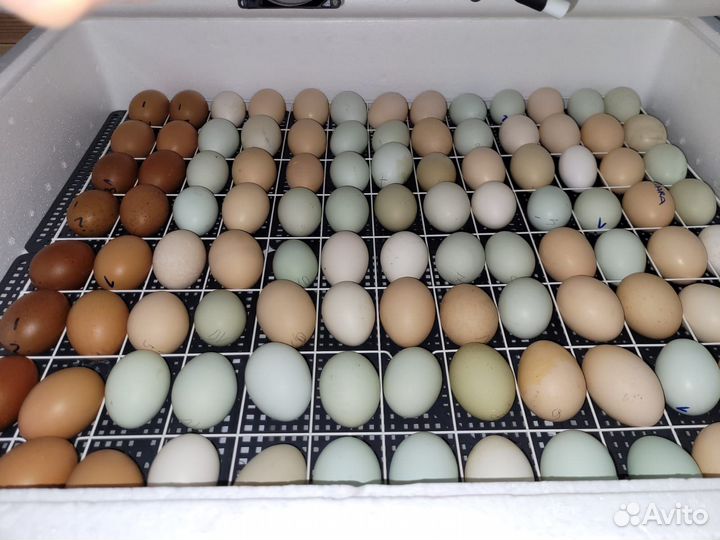 Инкубационное яйцо 80.