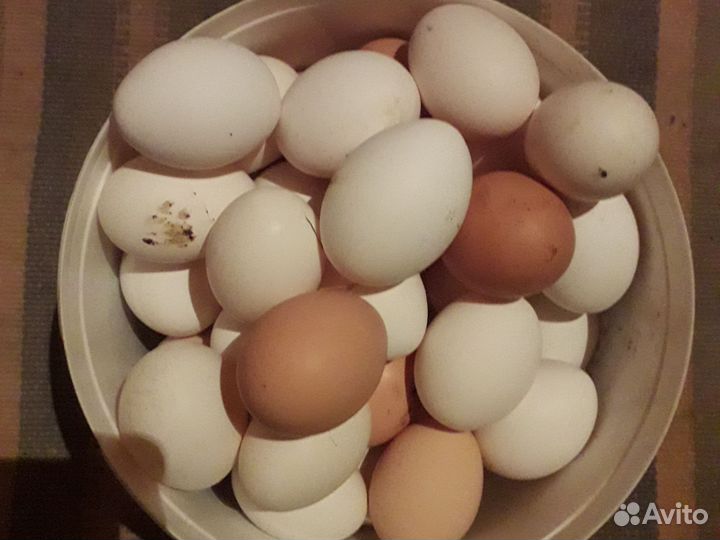 Домашние куриные яйца