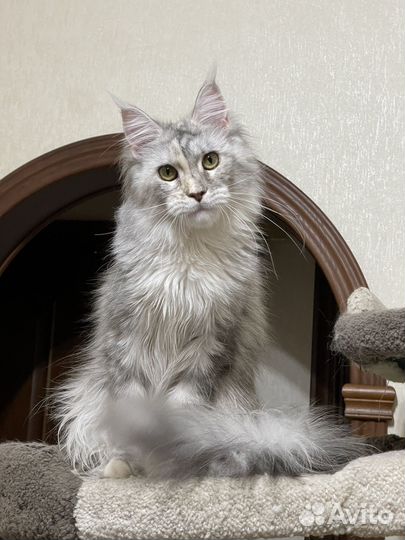 Кошка мейн-кун