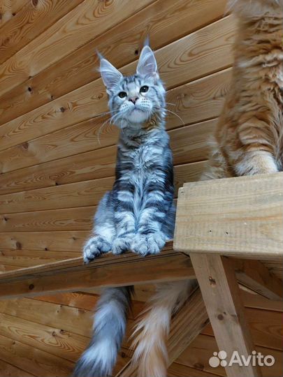 Котята мейн-кун