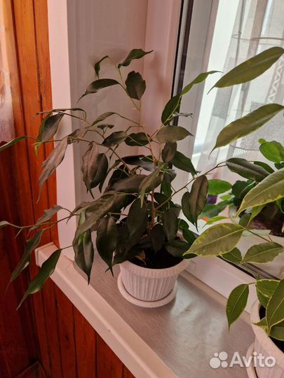 Фикус бенджамина