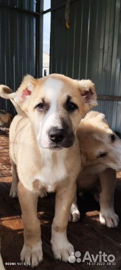 Среднеазиатская овчарка алабай щенки