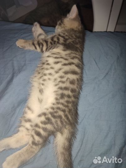 Бенгальская