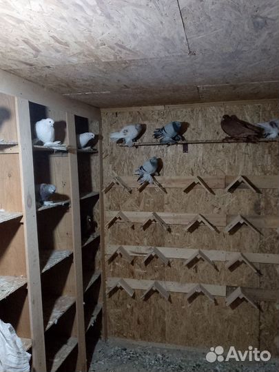 Продажа голубей