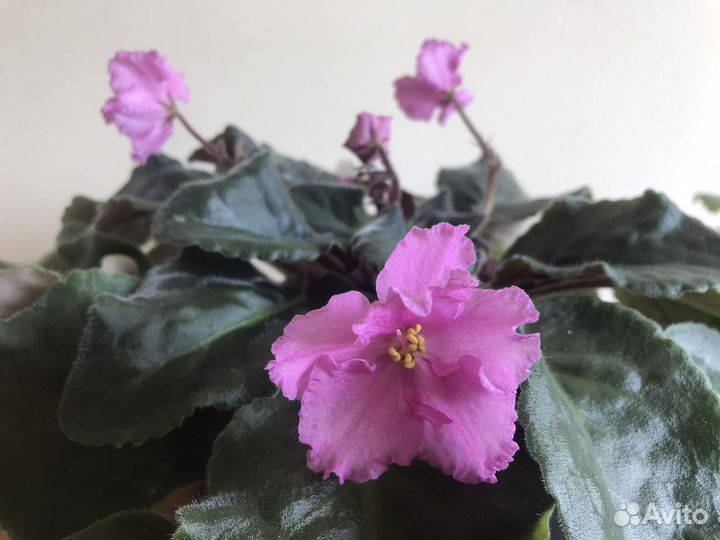 Листья фиалок