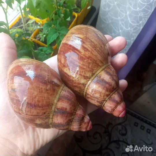 Разные виды улиток