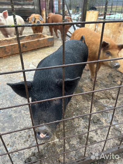 Поросята, свини, мясо