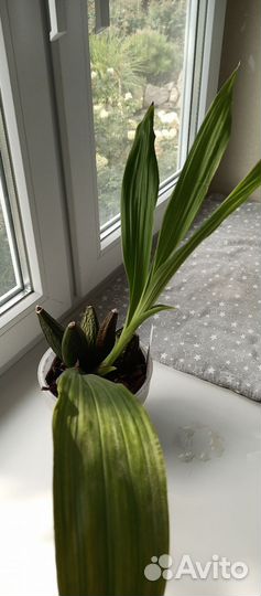 Орхидея ликаста