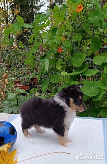 Щенки шелти