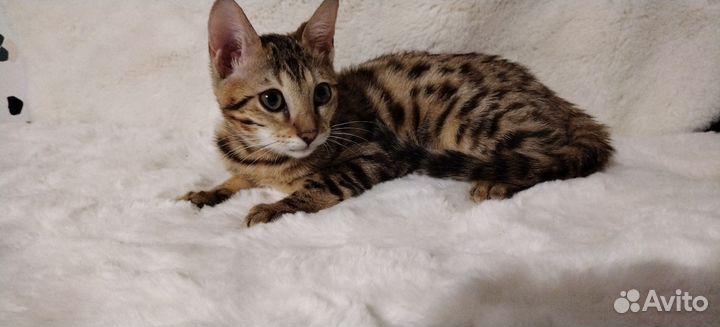 Бенгальская