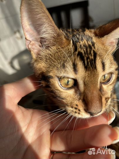 Бенгальские котята