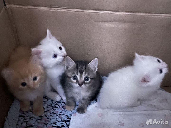 Котята в добрые руки